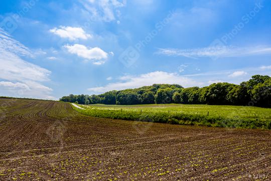 Young maize plants in the field with forest  : Stock Photo or Stock Video Download rcfotostock photos, images and assets rcfotostock | RC Photo Stock.: