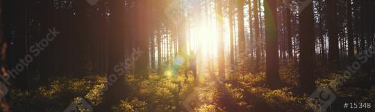 Young man in silent forrest with sunlight  : Stock Photo or Stock Video Download rcfotostock photos, images and assets rcfotostock | RC Photo Stock.: