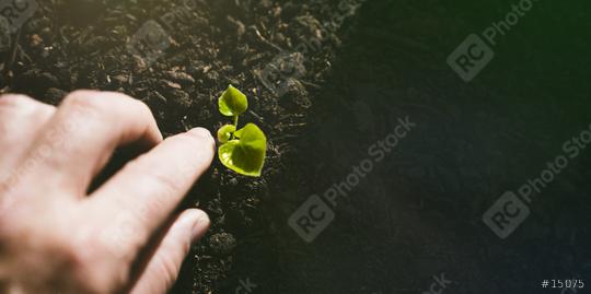 Young Plant Growing In Sunlight   : Stock Photo or Stock Video Download rcfotostock photos, images and assets rcfotostock | RC Photo Stock.: