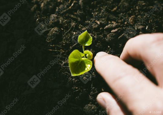 Young Plant Growing In Sunlight   : Stock Photo or Stock Video Download rcfotostock photos, images and assets rcfotostock | RC Photo Stock.: