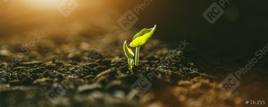 Young Plant Growing In Sunlight   : Stock Photo or Stock Video Download rcfotostock photos, images and assets rcfotostock | RC-Photo-Stock.: