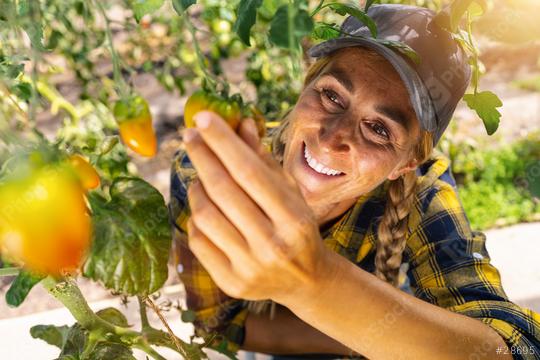 Young smiling agriculture woman worker working, harvesting small tomatoes in greenhouse.  : Stock Photo or Stock Video Download rcfotostock photos, images and assets rcfotostock | RC Photo Stock.: