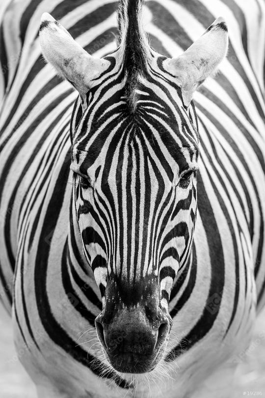 Zebra im Portrait, schwarz weiß  : Stock Photo or Stock Video Download rcfotostock photos, images and assets rcfotostock | RC Photo Stock.: